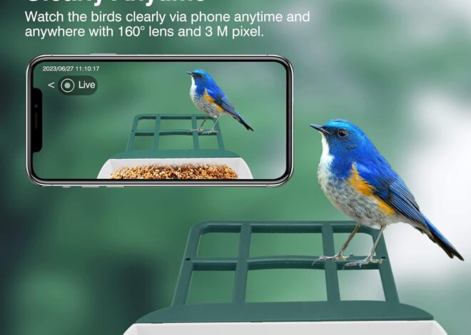 A New Way to Connect with Nature: Exploring the World of Smart Bird Feeders